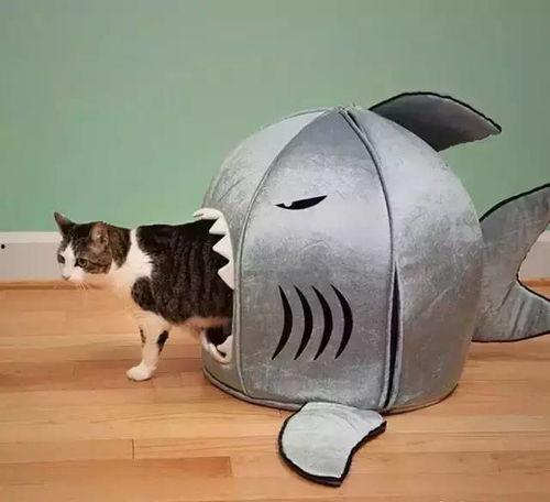 娱乐吃瓜酱改造猫窝,萌宠新居,趣味升级! 第2张 娱乐吃瓜酱改造猫窝,萌宠新居,趣味升级! 第2张