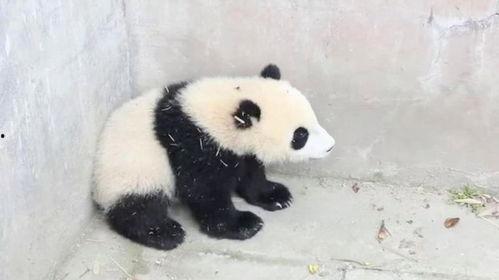娱乐吃瓜酱熊猫生气 第2张 娱乐吃瓜酱熊猫生气 第2张